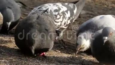 有趣的灰鸽子吃种子。 近距离射击。
